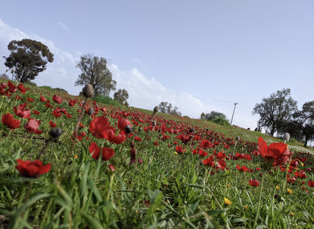 A field of red flowers in last year's February minutes away from my ex home in Israel, the one my family and I can't return to because of Hamas